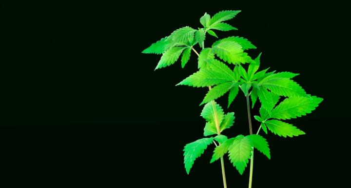 Hemp plant sprout against black backdrop