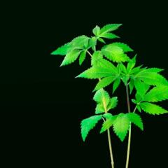 Hemp plant sprout against black backdrop