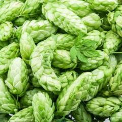 Green hemp plant pods related to brewing beer