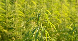 Field of industrial hemp plants