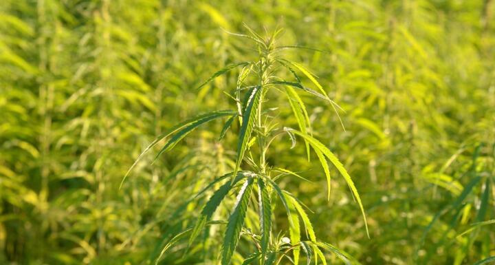 Field of industrial hemp plants