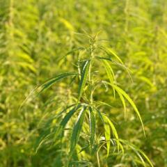 Field of industrial hemp plants