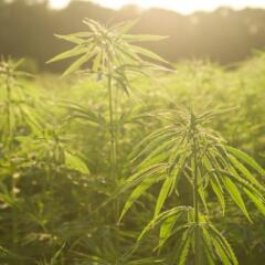 industrial hemp plants