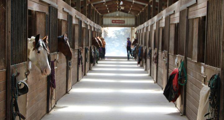 Inside a barn with horses looking out of the stall