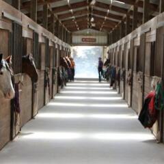 Inside a barn with horses looking out of the stall