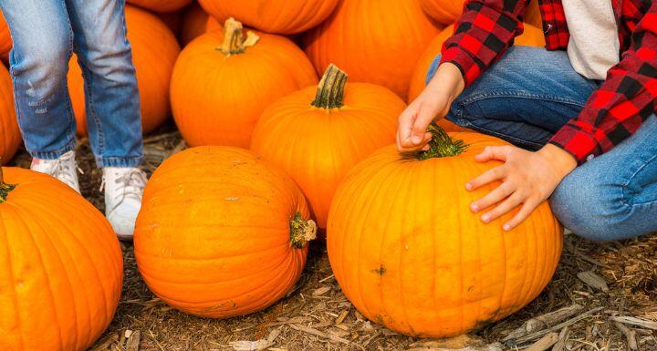 Kids choosing pumpkins on a farm 