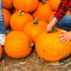 Kids choosing pumpkins on a farm 