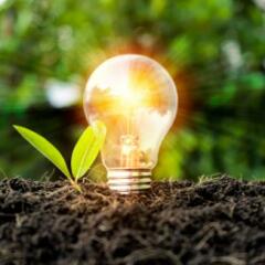 Lightbulb in dirt with plant