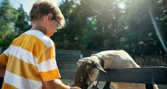 Little boy feeding sheep
