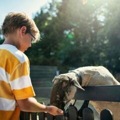 Little boy feeding sheep