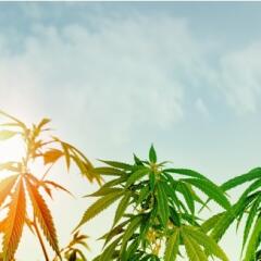 Low angle of medical Cannabis