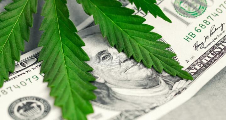 Marijuana plant laying on a paper bill