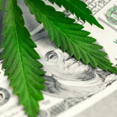 Marijuana plant laying on a paper bill
