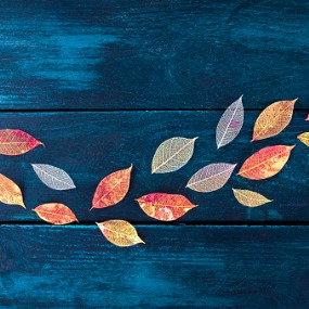 Multicolored Autumn Leaves on Blue Wooden background 