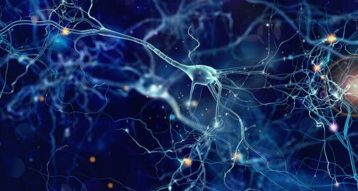 Neurons cells