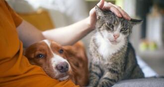 Pet owner stroking his old cat and dog together