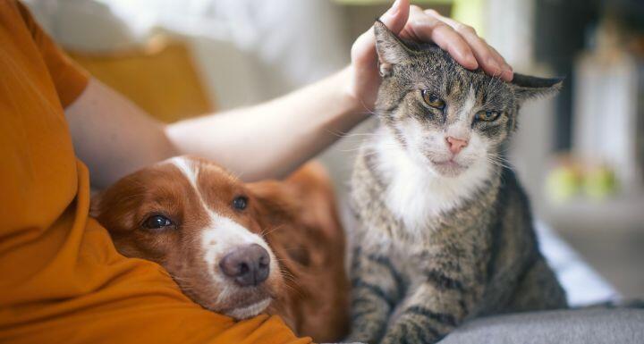 Pet owner stroking his old cat and dog together 