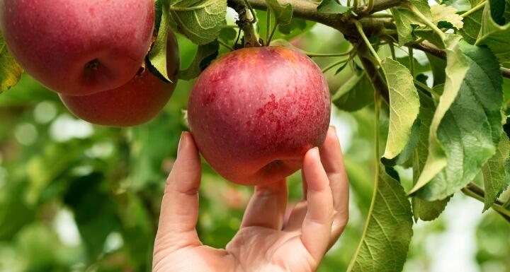 Hand picking apple from tree