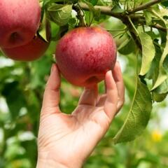 Hand picking apple from tree