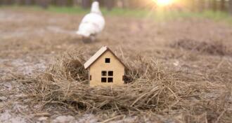 Pigeon heading away from a toy house in a bird's nest