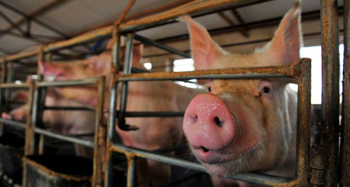 Uncertainty for the North Carolina Pork Industry: US Supreme Court Uncertainty for the North Carolina Pork Industry: US Supreme Court
