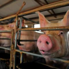 Pigs in cage on farm