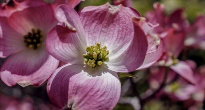 Close up of pink dogwood flower