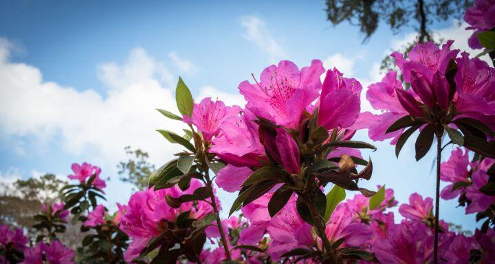 Pink azaleas burst into bloom against a blue sky