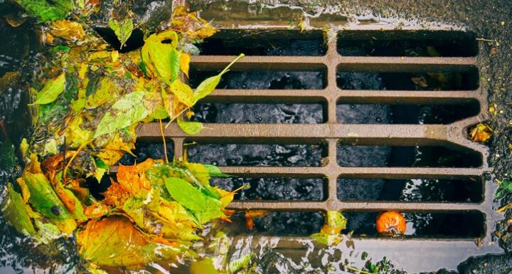A stormwater grate with fall leaves surrounding it