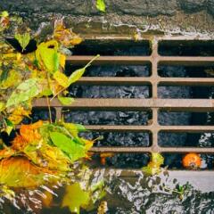 A stormwater grate with fall leaves surrounding it