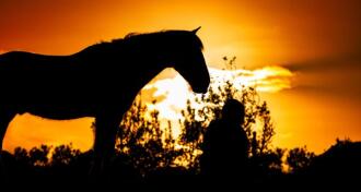 Silhouette of horse, sunset colors