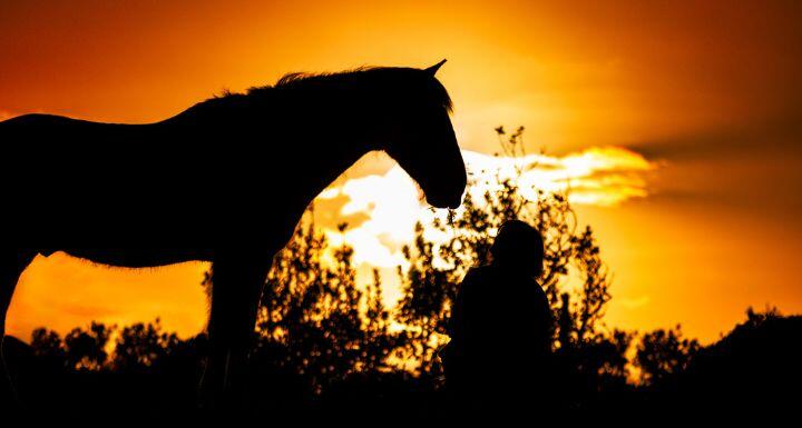 Silhouette of horse, sunset colors