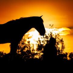 Silhouette of horse, sunset colors