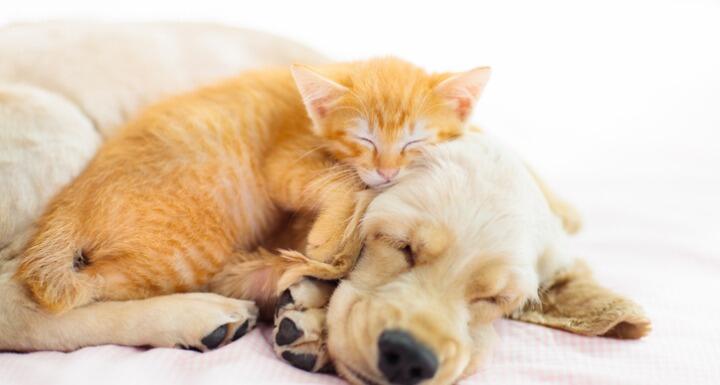 Sleeping puppy and kitten