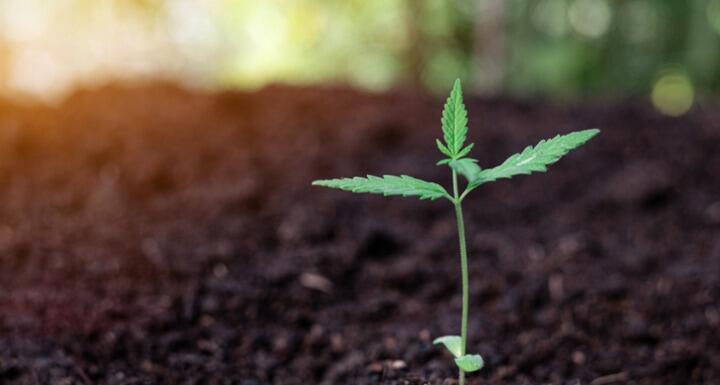 A small cannabis plant breaking through soil