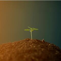 Hemp plant sprout growing out of soil