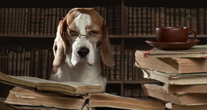Hound dog with glasses sitting at library table next to stack of books