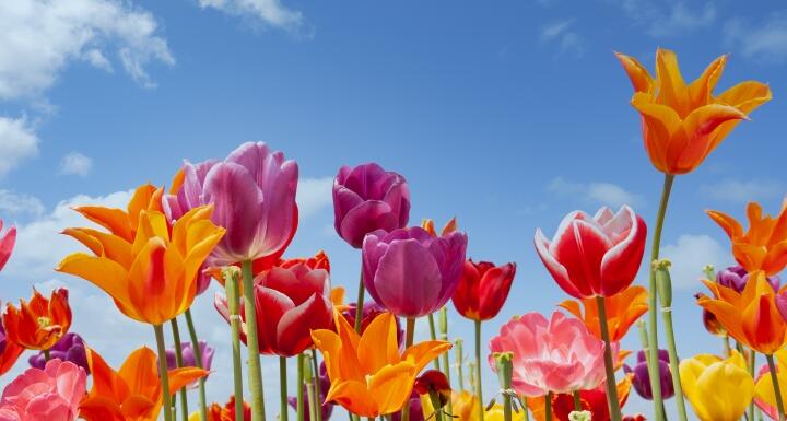 Colorful Spring Flowers