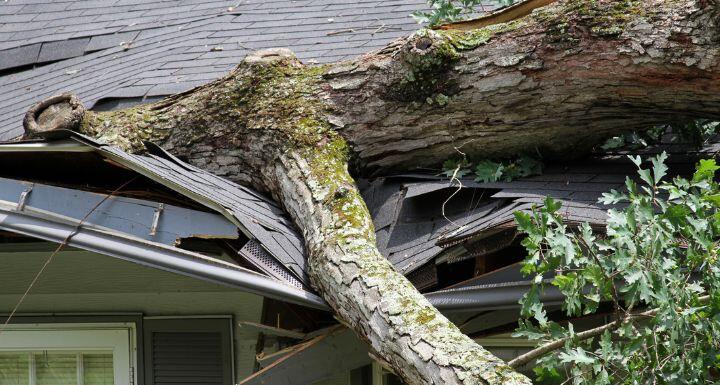 Storm Damage, Tree Splits a Roof