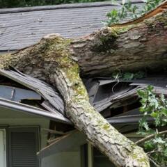 Storm Damage, Tree Splits a Roof