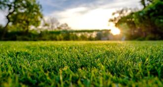 outside shot of green grass on sunny day