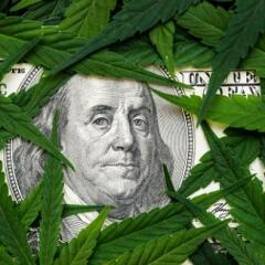 The face of Benjamin Franklin on the hundred dollar banknote among cannabis leaf