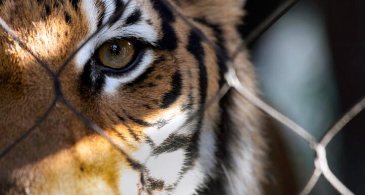 Close up of tiger face behind a fence focusing on the tigers eye