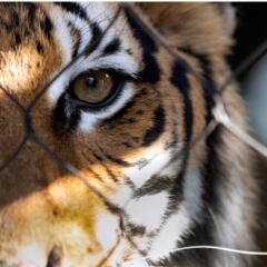 Close up of tiger face behind a fence focusing on the tigers eye