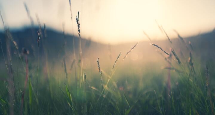 Wild Grass at sunset