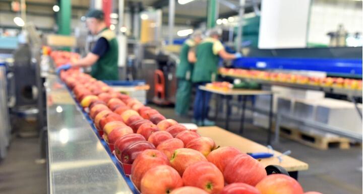 Three workers at apple factory