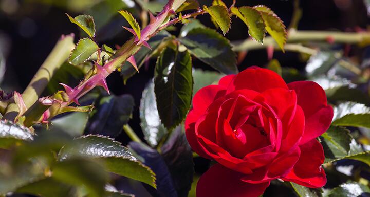 A red rose on a stem with leaves and thorns