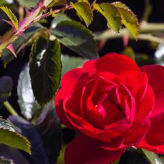 A red rose on a stem with leaves and thorns
