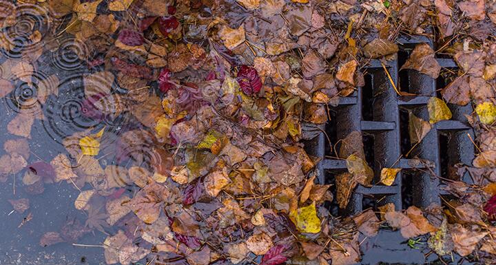 Stormwater drain grate covered in leaves