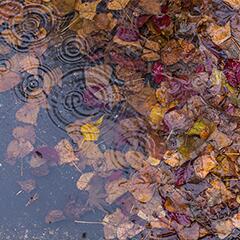 Stormwater drain grate covered in leaves